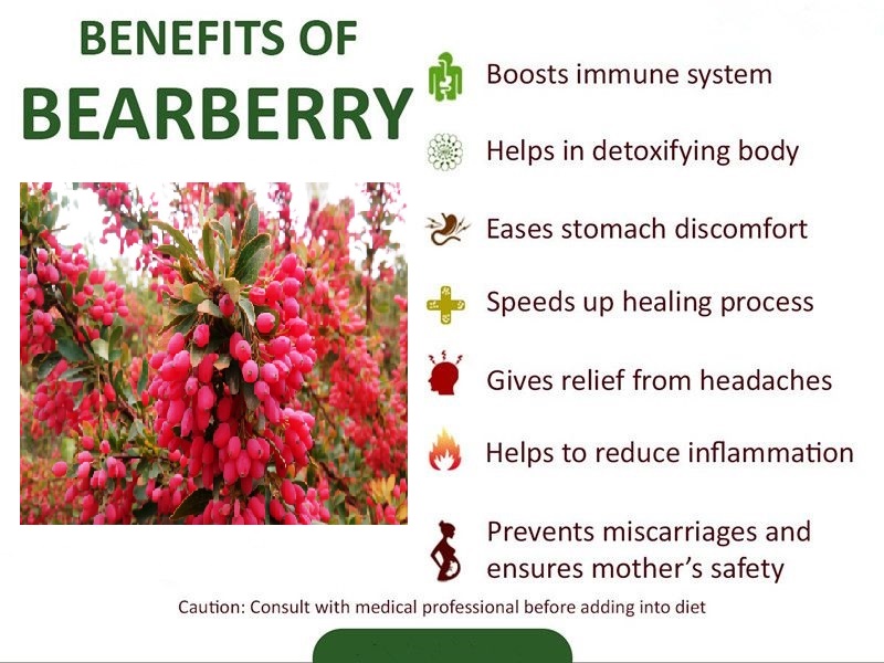 baberry benefits